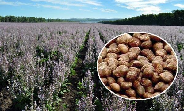 Quality Brown Appearance Natural Agricultural Products Perilla Seeds 2 - 3mm Size for sale