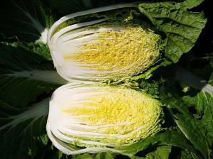 Large Round Flat Head Cabbage For Nourishing Yin And Moisturizing
