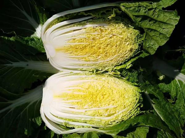 Quality Large Round Flat Head Cabbage For Nourishing Yin And Moisturizing for sale