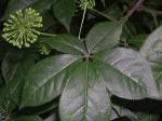 Siberian Ginseng Extract, Eleutherosides(B＋E) 0.8% 1.2%, Antifatigue, Enhancing