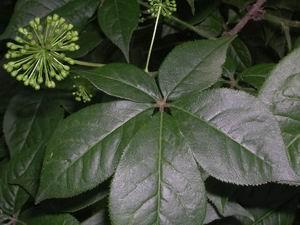 Quality Siberian Ginseng Extract, Eleutherosides(B＋E) 0.8% 1.2%, Antifatigue, Enhancing Immunity, Shannxi Yongyuan Bio-Tech for sale