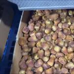 High Capacity AI Powered Date Sorting Machine 360° Rotating Scanning 8 Lanes + 8