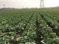 Quality No Fleck Small Head Cabbage , Lower Cholesterol Levels Ball Cabbage for sale