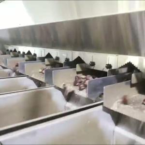 Buy cheap High Accuracy, Intelligent Chestnut Sorting Machine, with 6-12 lanes + 8 outlets Offering Labor Savings and 3.3 Tons per Hour Output. product