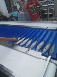Buy cheap ISO Automatic Fish Cutting Machine Multiscene 1550x800x1450mm product