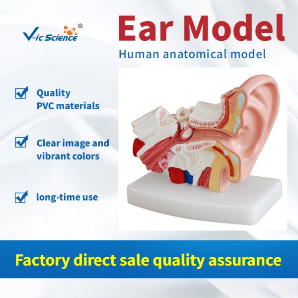Medical Human Anatomical Model Teaching Plastic Ear Model Anatomy For Students VIC-303D