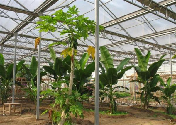 Quality Tomato Planting Ecological Greenhouse Steel Structure Main Frame Long Lifetime for sale