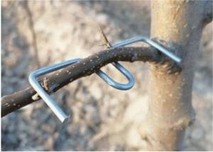 Buy cheap 13CM Length Galvanized Tree Branch Pressing Tool Furit Trees Use product