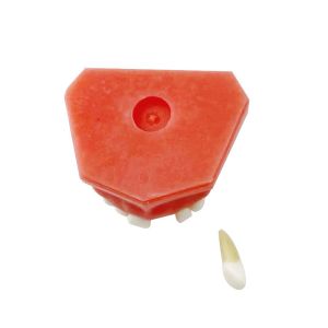 Dental Materials Detachable Tooth Models Learning To Practice Tooth Extraction