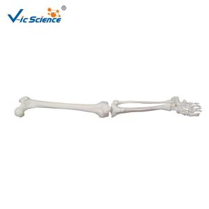 Buy cheap Upper Extremity Anatomical Skeleton Model VIC-121 Medical Skeleton Model product