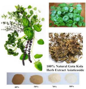 China 100% Natural Gotu Kola Herb Extract Asiaticoside 95% powder on sale