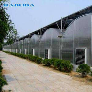 China Commercial Lemon Multi Span Greenhouse 6m 12m Single Layer Plastic Film Greenhouse on sale
