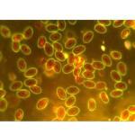6V30W Laboratory Biological Microscope Wide Field Eyepiece Comfortable For