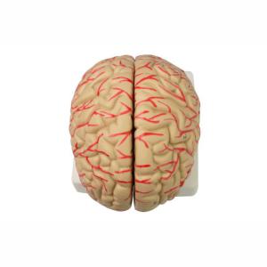 Buy cheap Human 9 Part Plastic Brain Model For Teaching Life Size For Display product