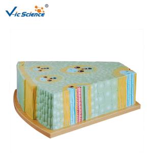 Buy cheap Bilological Class 47x46x18cm 5kgs Plant Stem Cell Model product