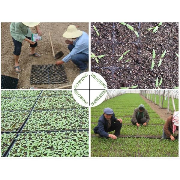 105 Holes Rectangular Polystyrene Seed Raising Tray Deep Cell Plug Trays 540X280mm