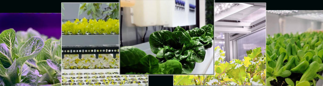 Hydroponic System Container Greenhouse for Vertical Farming Features