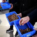 Stainless Steel 12 Channels Nuts Sorting Machine For Macadamia