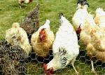Oxidation Resistant 25m Hexagonal Wire Netting For Chicken