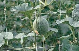 Climbing Plant Support Netting Green / White For Greenhouse , Garden