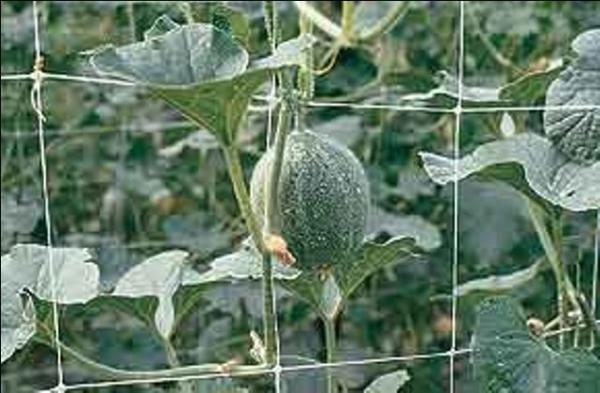 Quality Climbing Plant Support Netting for sale