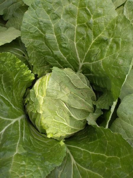 Quality Vitamin K Flathead Cabbage / Improve Digestion Early Round Dutch Cabbage for sale
