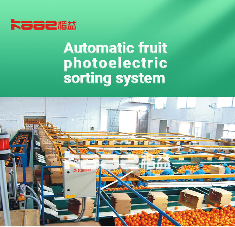 SS304 Automatic Fruit Sorting Machine Photoelectrical Fruit Grader Machine