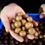 High Accurate Macadamia Inshell Nuts Sorting Machine For Mass Production