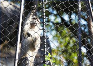 Buy cheap AISI316 Inox Zoo Wire Mesh Transparent Zoo Aviary Netting Weather Resistant product