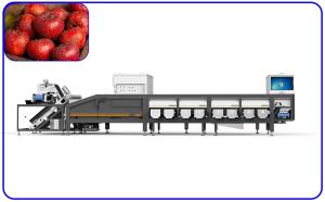 Buy cheap Hawthorn Red Dates Sorting Machine 7KW 8 Channel 1 Ton Per Hour product
