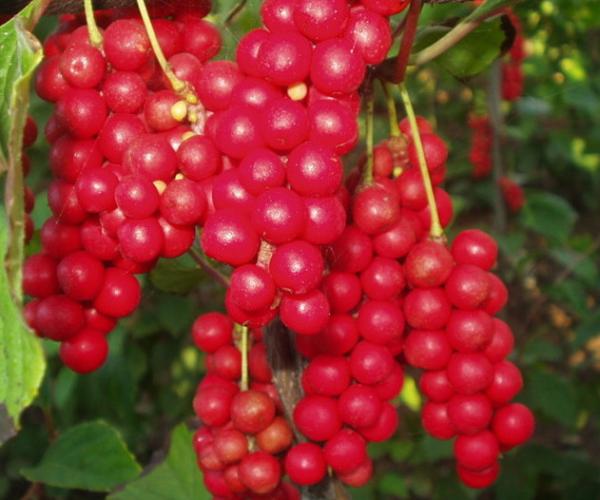 Quality 100% natural schiandrins,pure schisandra extract 1%~25% HPLC powder for sale