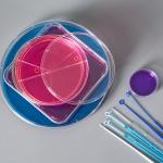 Disposable Microbiology Plastic 1ul 10ul Inoculating Loop With Needle Cell