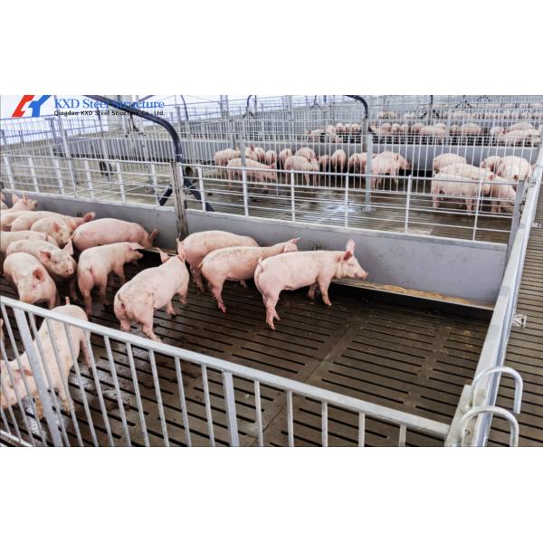Piggery Equipment Pig Farming Crate System For Pig Shed Farm