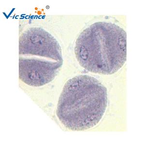 Buy cheap Corn Anther Meiosis Prepared Fluorescent Microscope Slides 12pcs product