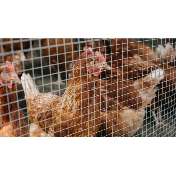 Square or Rectangle Hole Zinc Coated Wire Mesh Galvanized Bird Cage for Fence Mesh