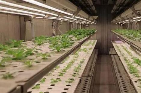 Shipping Container Leafy Vegetable Greenhouse