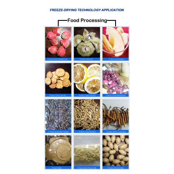 Food Freeze Dryer Machine Vacuum Equipment 60Hz Dry Fruit Lyophilizer