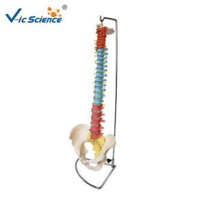 Buy cheap Didactic Vertebral Column With Pelvis 9kgs Anatomical Skeleton Model product
