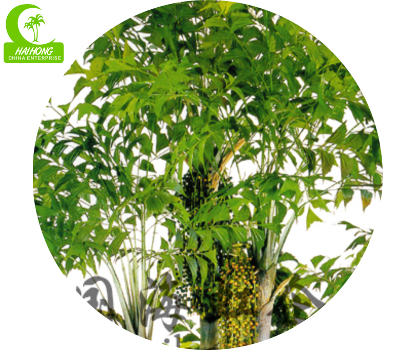FISH TAIL PALM X5