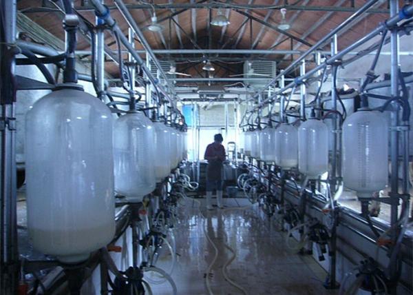 Quality High Efficiency Cow Herringbone Milking Parlor With Glass Milk Meter for sale