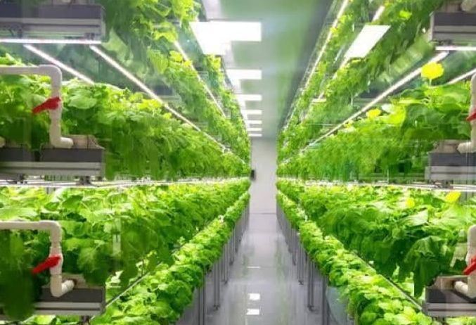 Shipping Container Leafy Vegetable Greenhouse