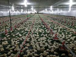 Buy cheap PLC Control Avian Feeding Line 3m*0.8m*1.2m product