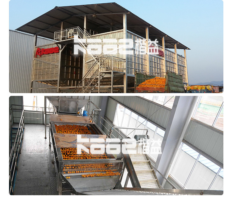 Citrus Orange Sacs NFC Juice Processing Line Lemon Juice Extraction Machine