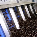 1500kg/H 6kW Chestnut Grader Sorter With High Sorting Accuracy Of 99.9%