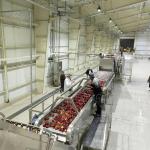 Automatic PLC Controlled Apple Juice Processing Machine 0.5T/H - 30T/H