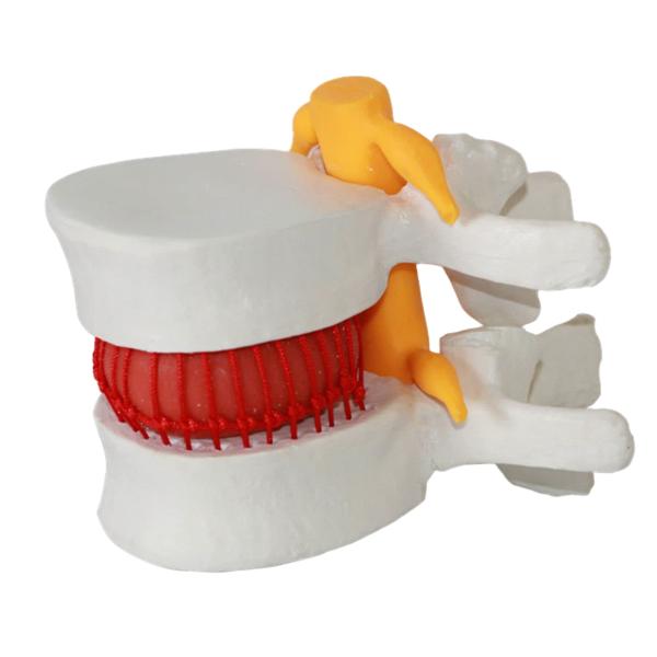 Mini Interactive Anatomical Skeleton Model For Teaching