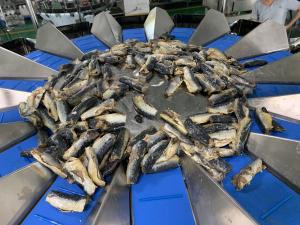 Buy cheap PVC Conveying Belt Multihead Weigher Packing Machine 5000g For Sticky Fish Block product