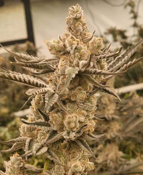 Aluminum Alloy 780W Led Hydroponic Lights For Indoor Plants