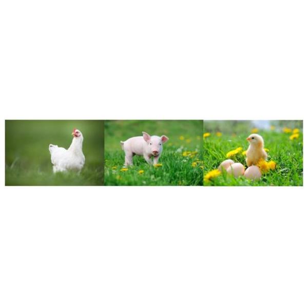 A Specially Designed Feed Grade Protease (BP 100) 0