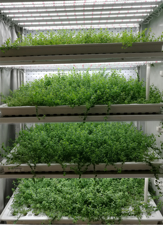 Shipping Container Leafy Vegetable Greenhouse